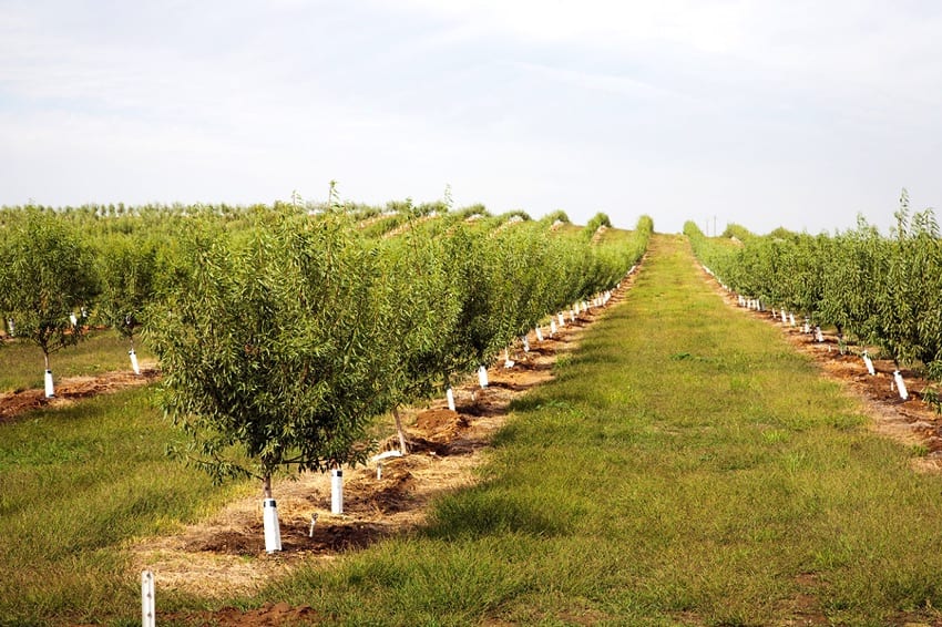 An almond plantation in California