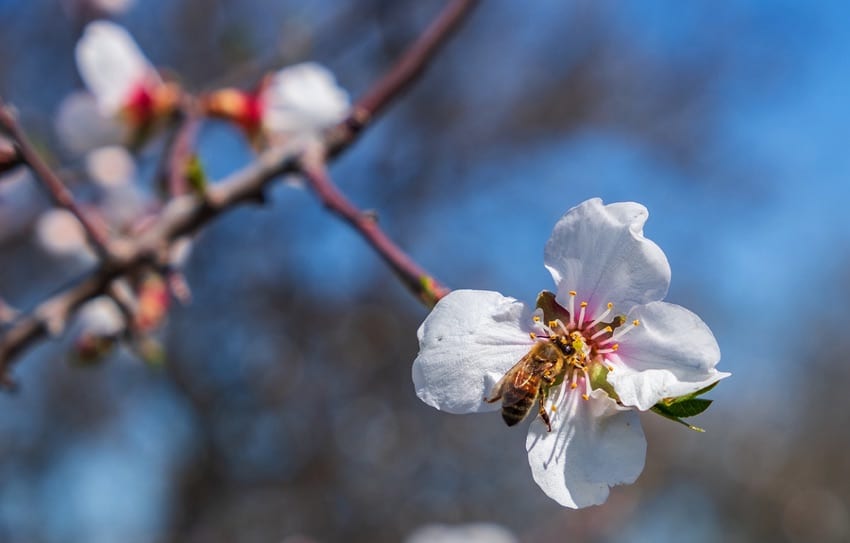 Bee on almond tree