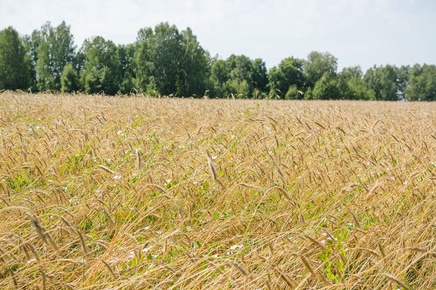 Rye field