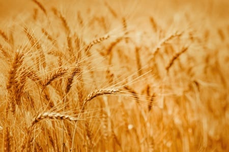 Wheat in a field