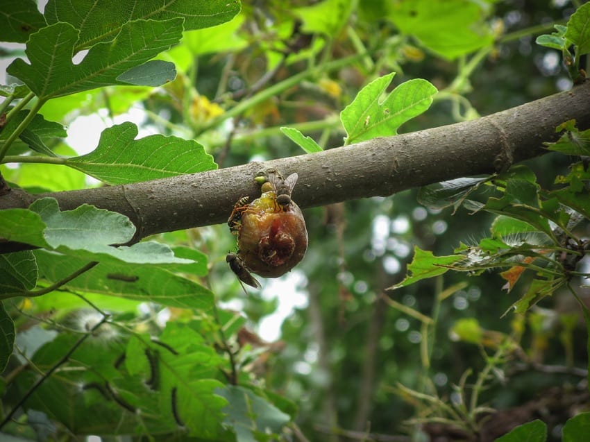 Fig wasps on a fig tree