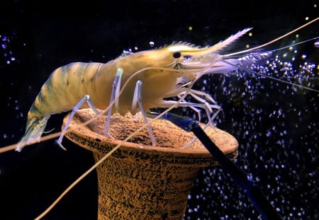 Freshwater prawn