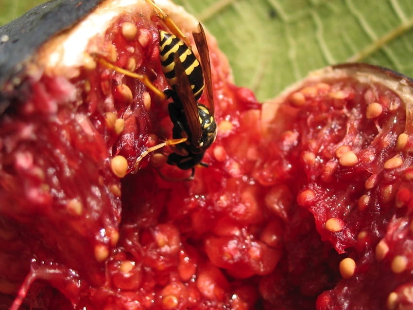 Wasp in fig