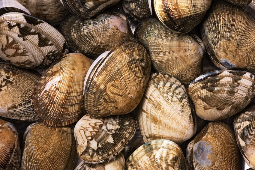 Muscheln