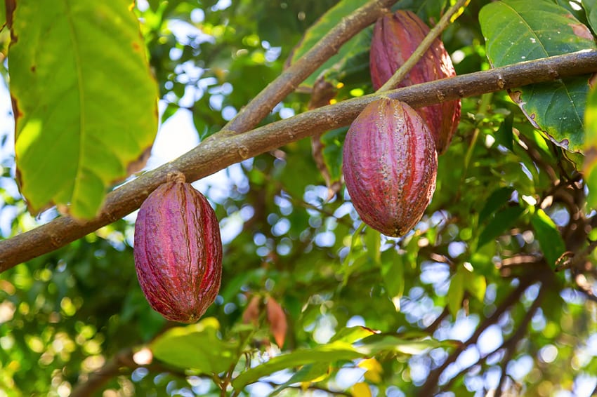 Cocoa tree pods