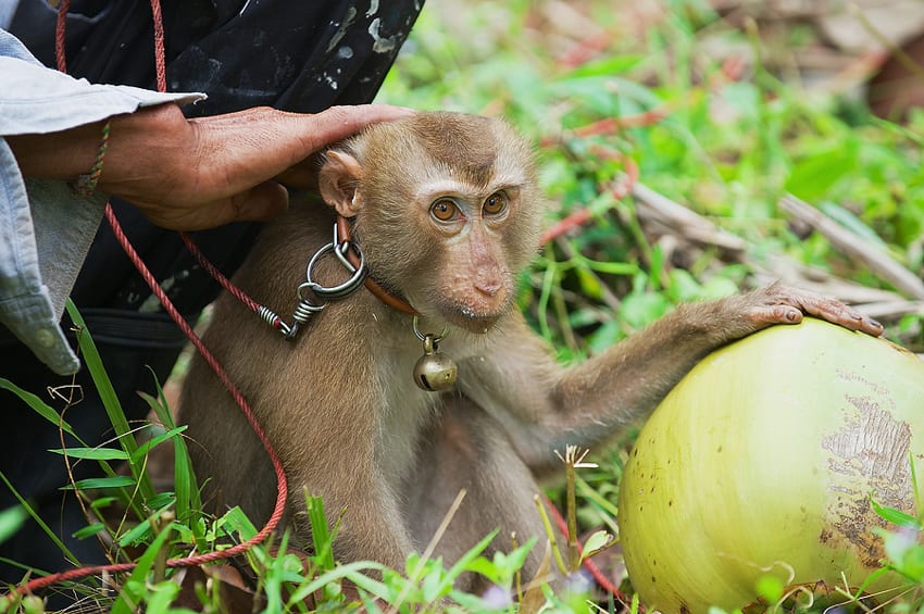 Monkey in Koh Samui, Thailand