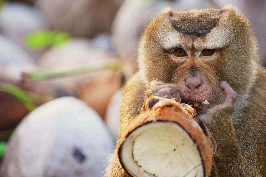 Monkey with a coconut