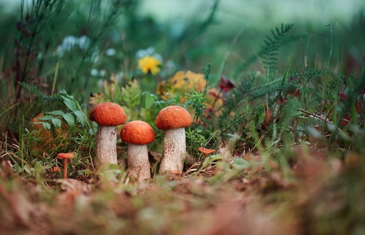 Autumn mushrooms