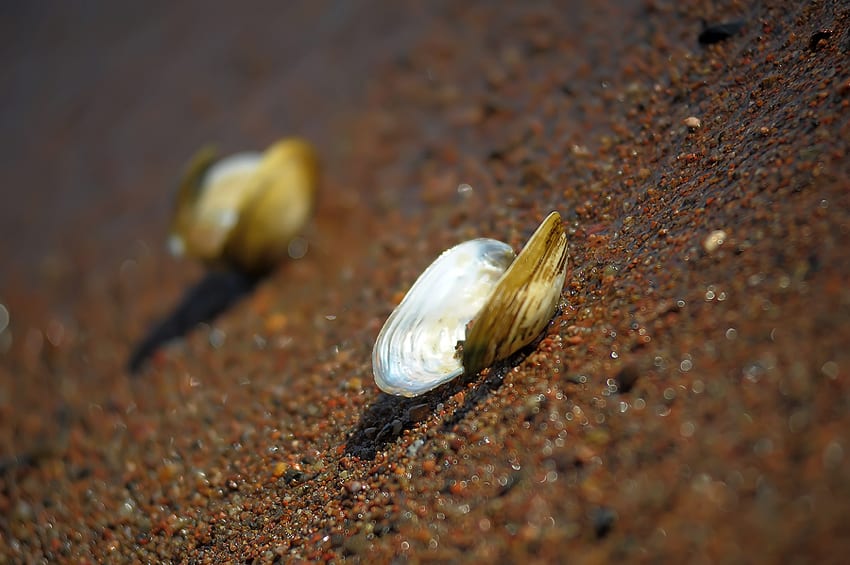 Flussmuschel im Sand