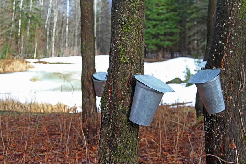 Tapping a maple tree