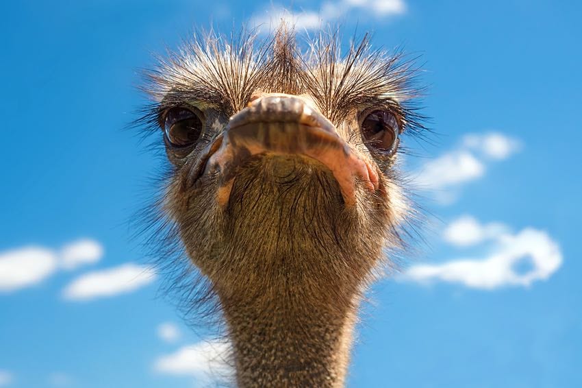Grumpy ostrich