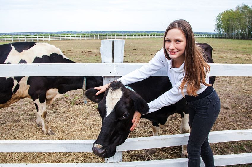 Hugging a cow