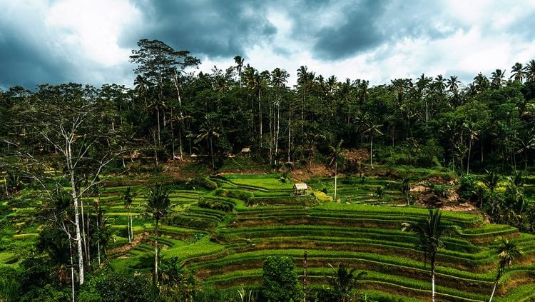 Rice plantation in Bali, Indonesia