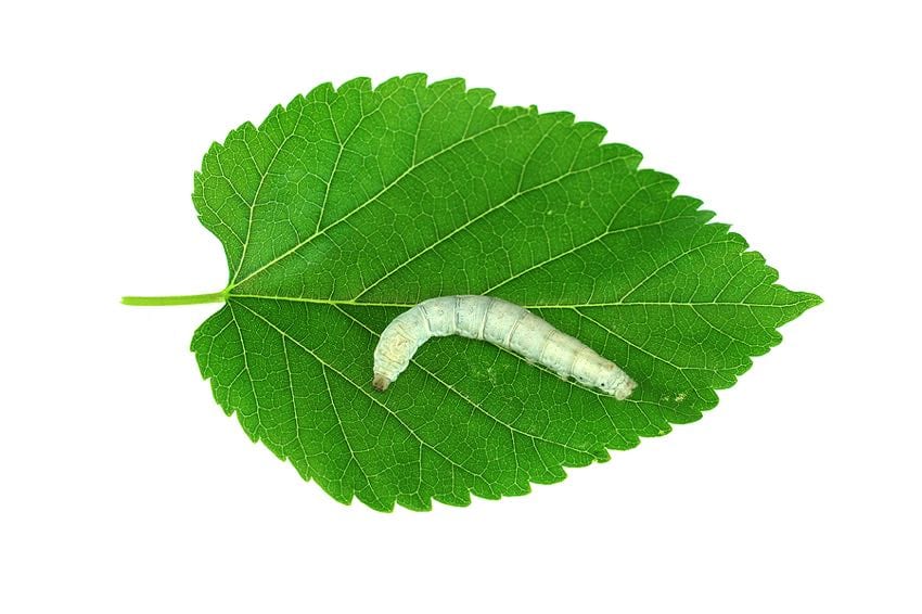 Silkworm on a mulberry leaf