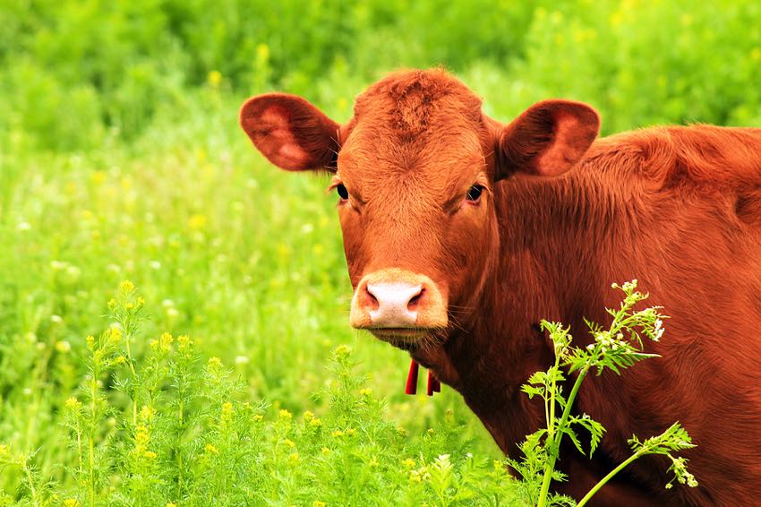 Cow grazing pasture