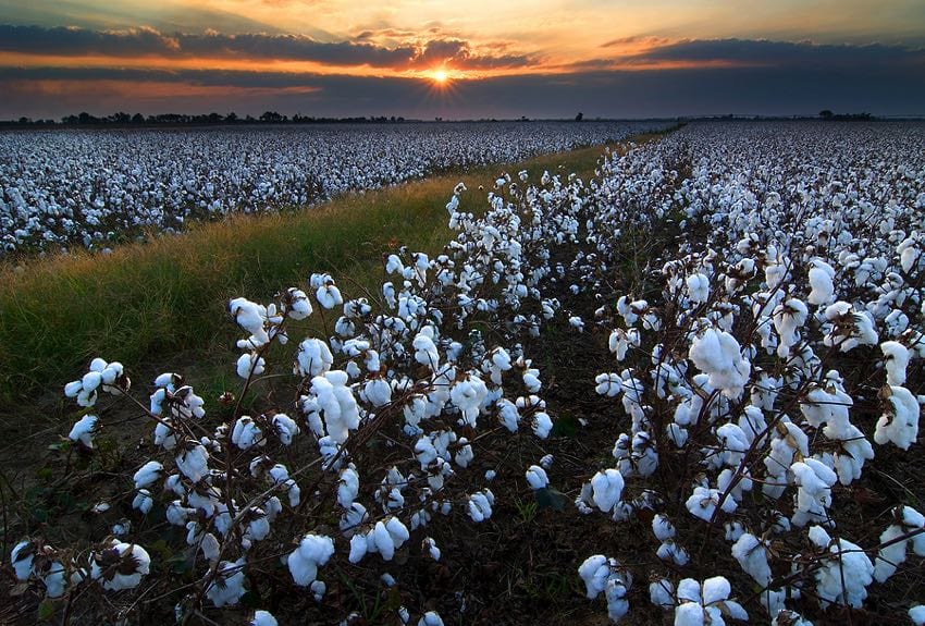 Cotton field