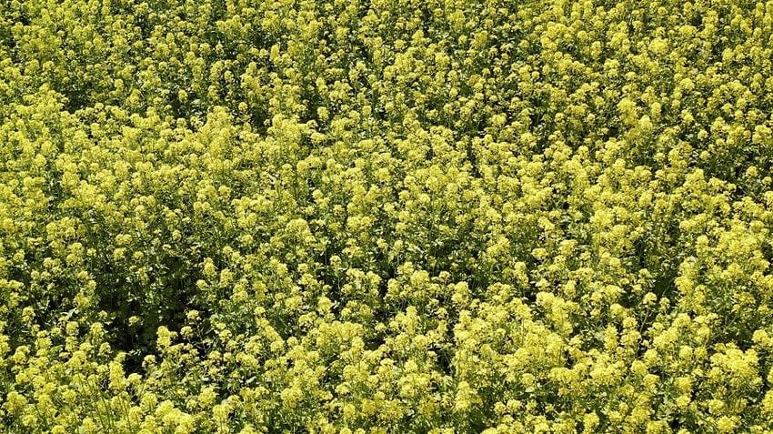 White mustard field