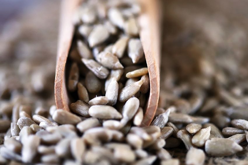 Sunflower seeds up close