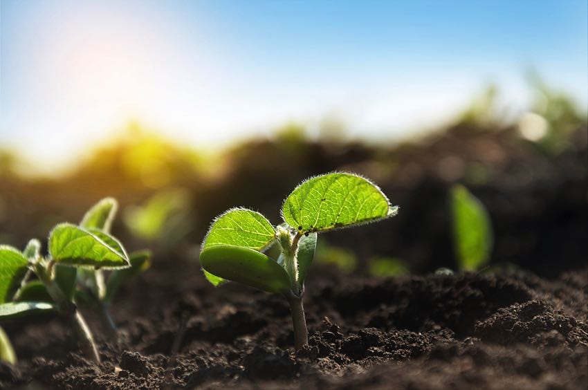 Soybean plant sprouts