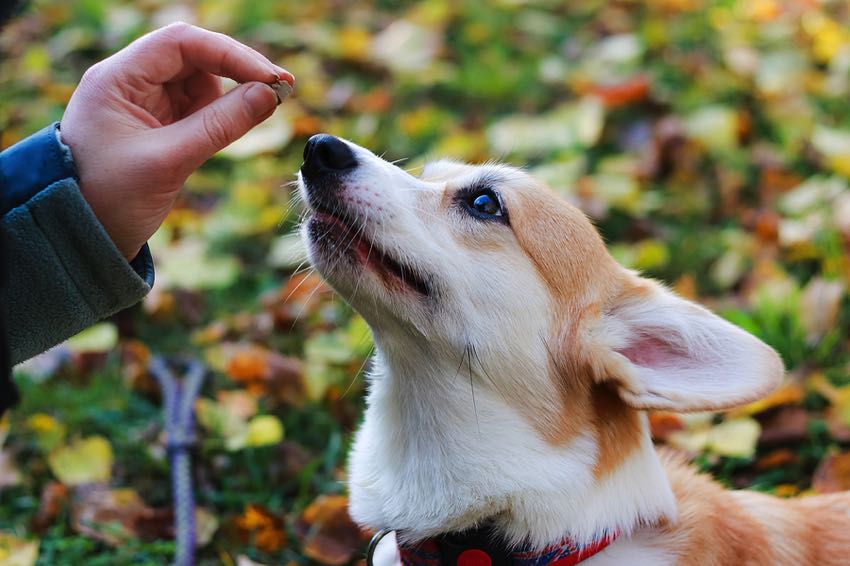 Corgi getting a treat