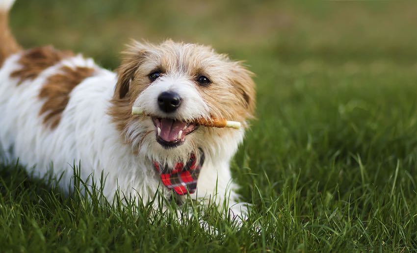 Dog enjoying a non-vegan chicken stick