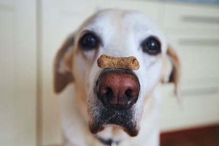 Labrador Retriever balancing treat on his nose