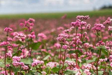 Buckwheat flowers