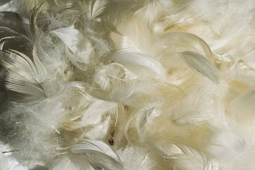 Duck feathers