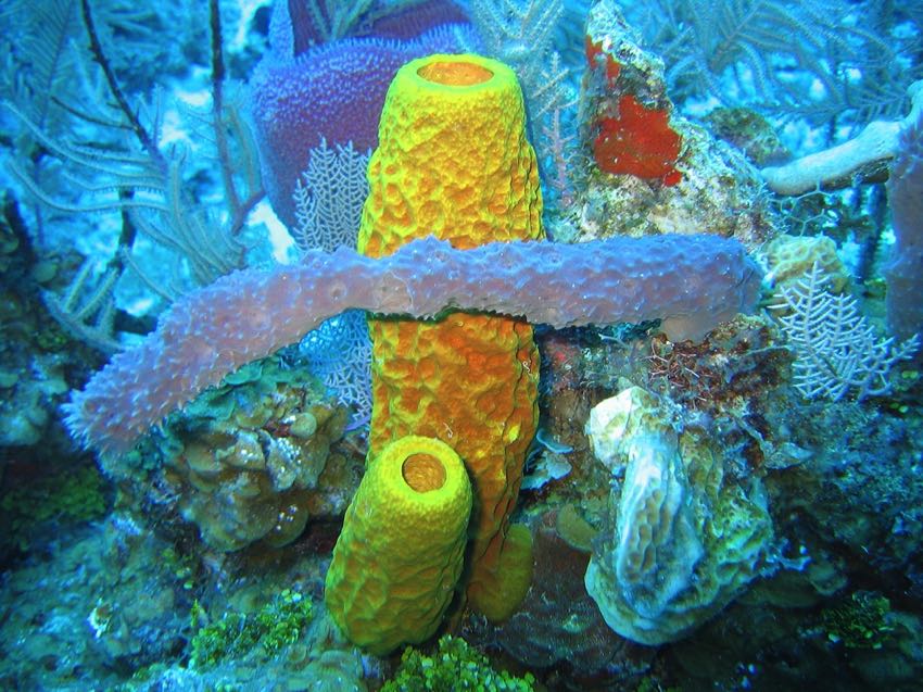 Sea sponge