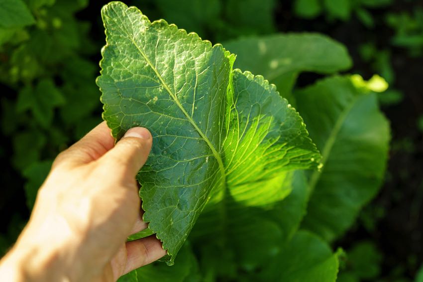 The leaf of a Horseradish plant