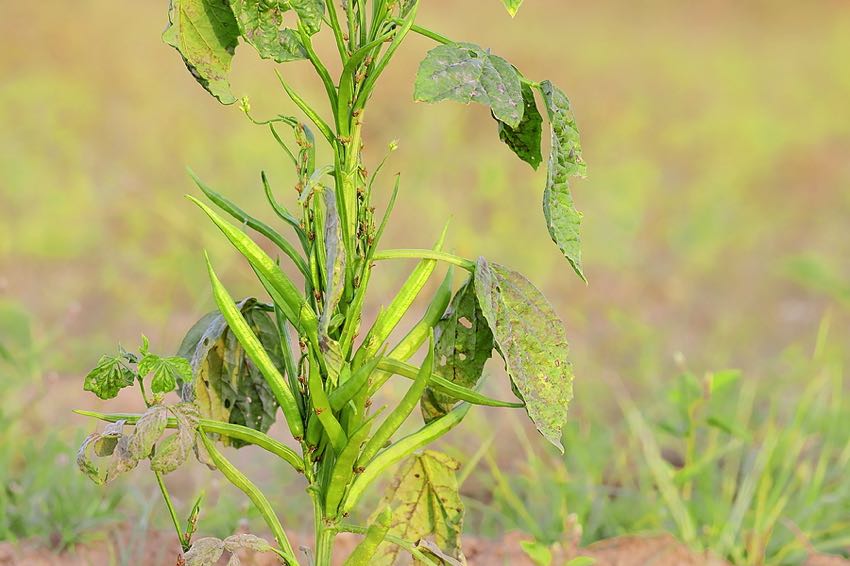Guar crop in India